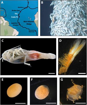 Is It First the Egg or the Shrimp? – Diversity and Variation in Microbial Communities Colonizing Broods of the Vent Shrimp Rimicaris exoculata During Embryonic Development